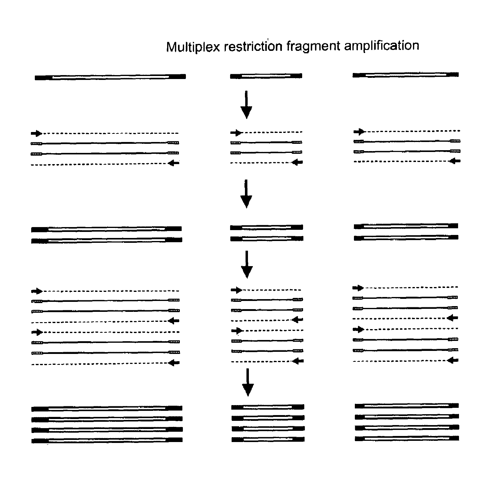 Selective restriction fragment amplification:  fingerprinting