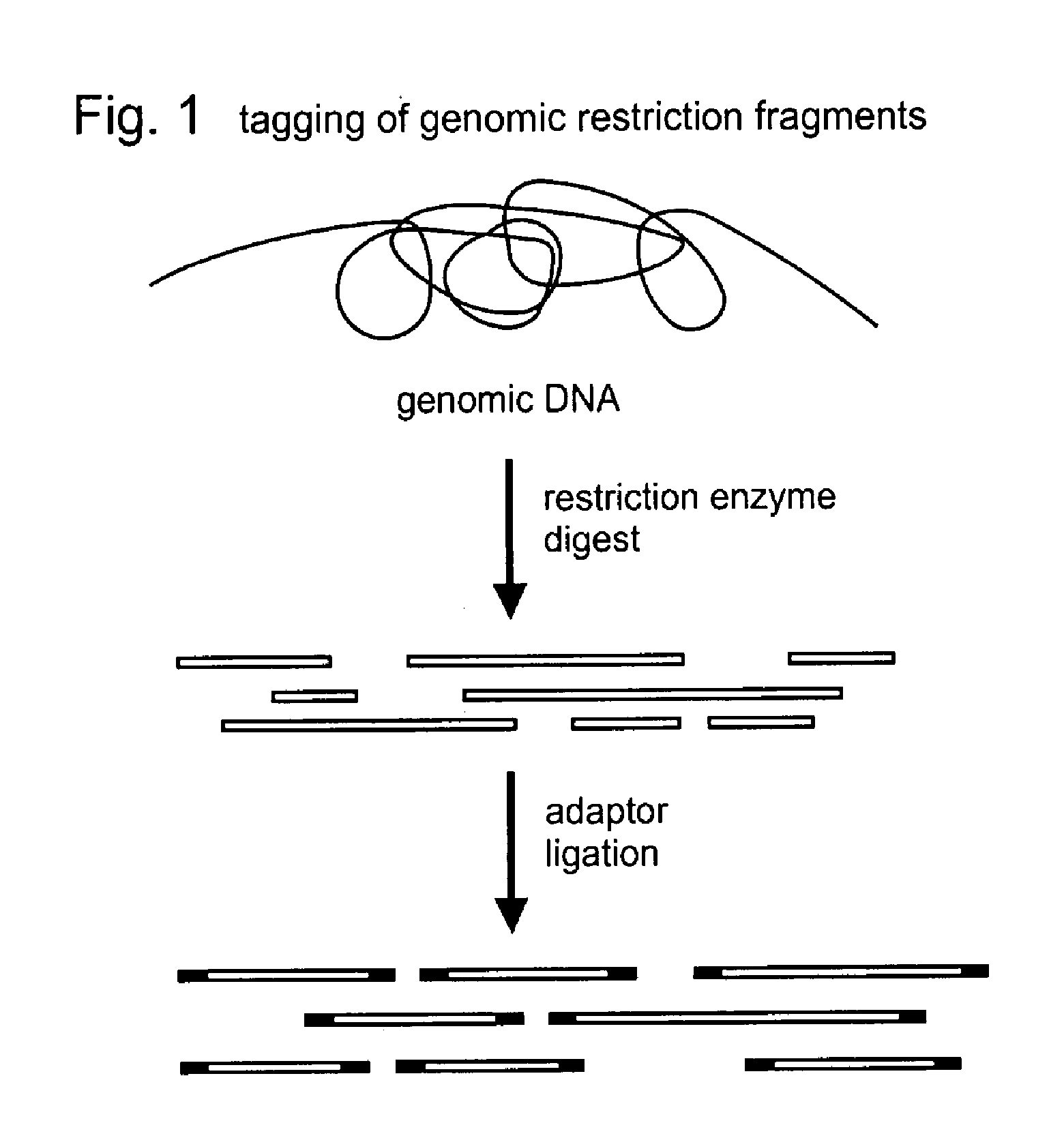 Selective restriction fragment amplification:  fingerprinting