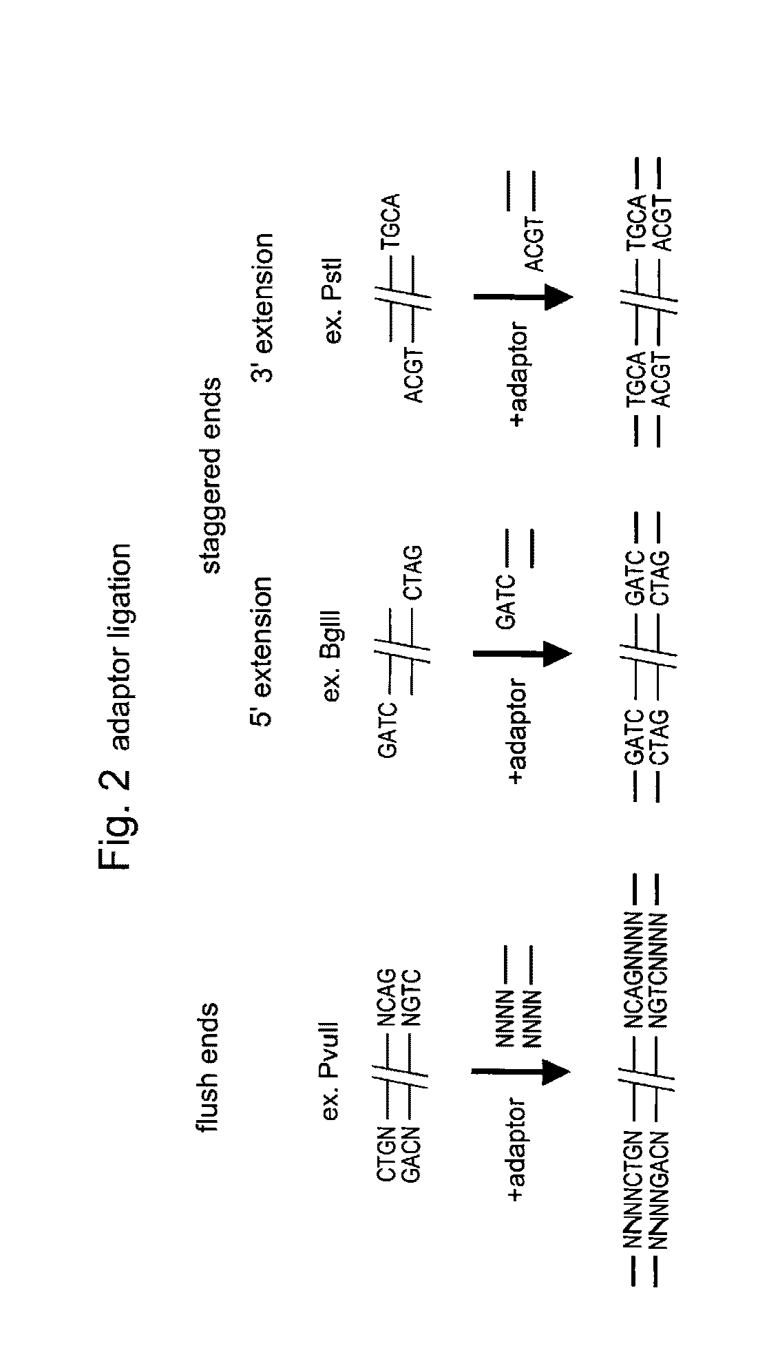 Selective restriction fragment amplification:  fingerprinting