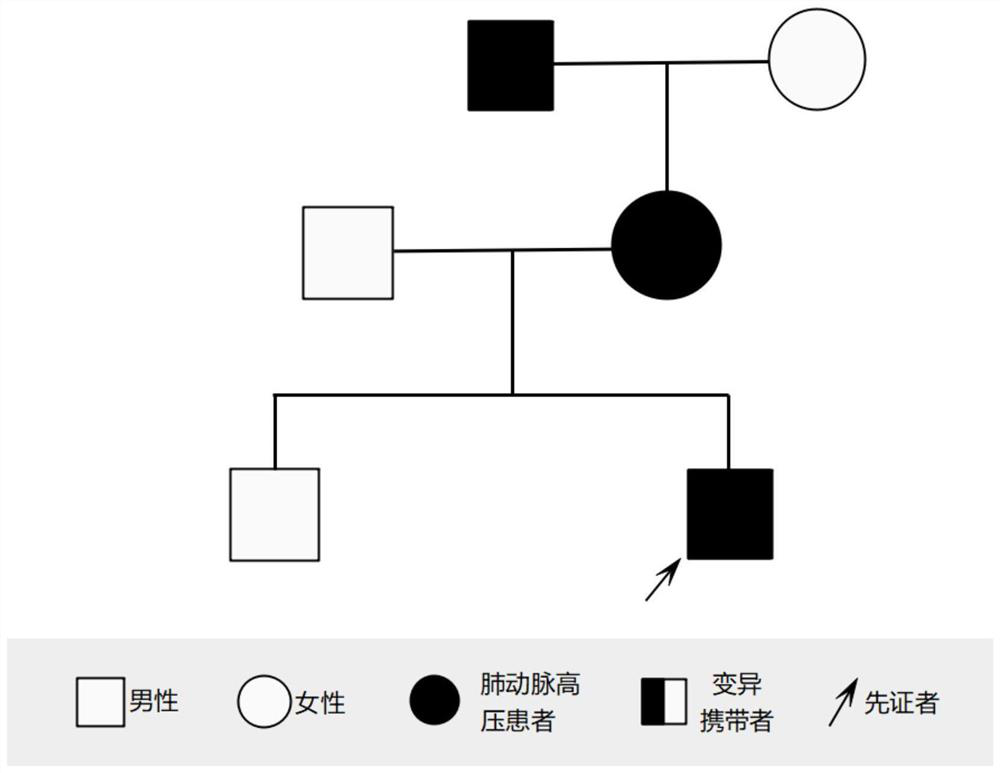 Mutant family heritable pulmonary arterial hypertension virulence gene BMPR2 and application thereof