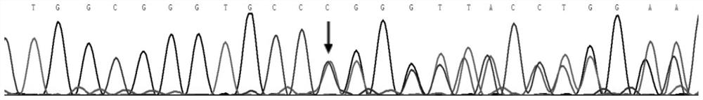 Mutant family heritable pulmonary arterial hypertension virulence gene BMPR2 and application thereof