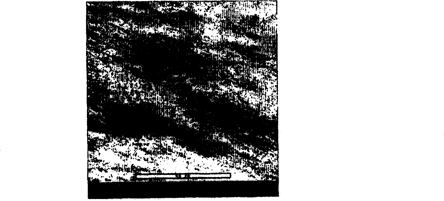 Methods for repairing and regenerating human dura mater