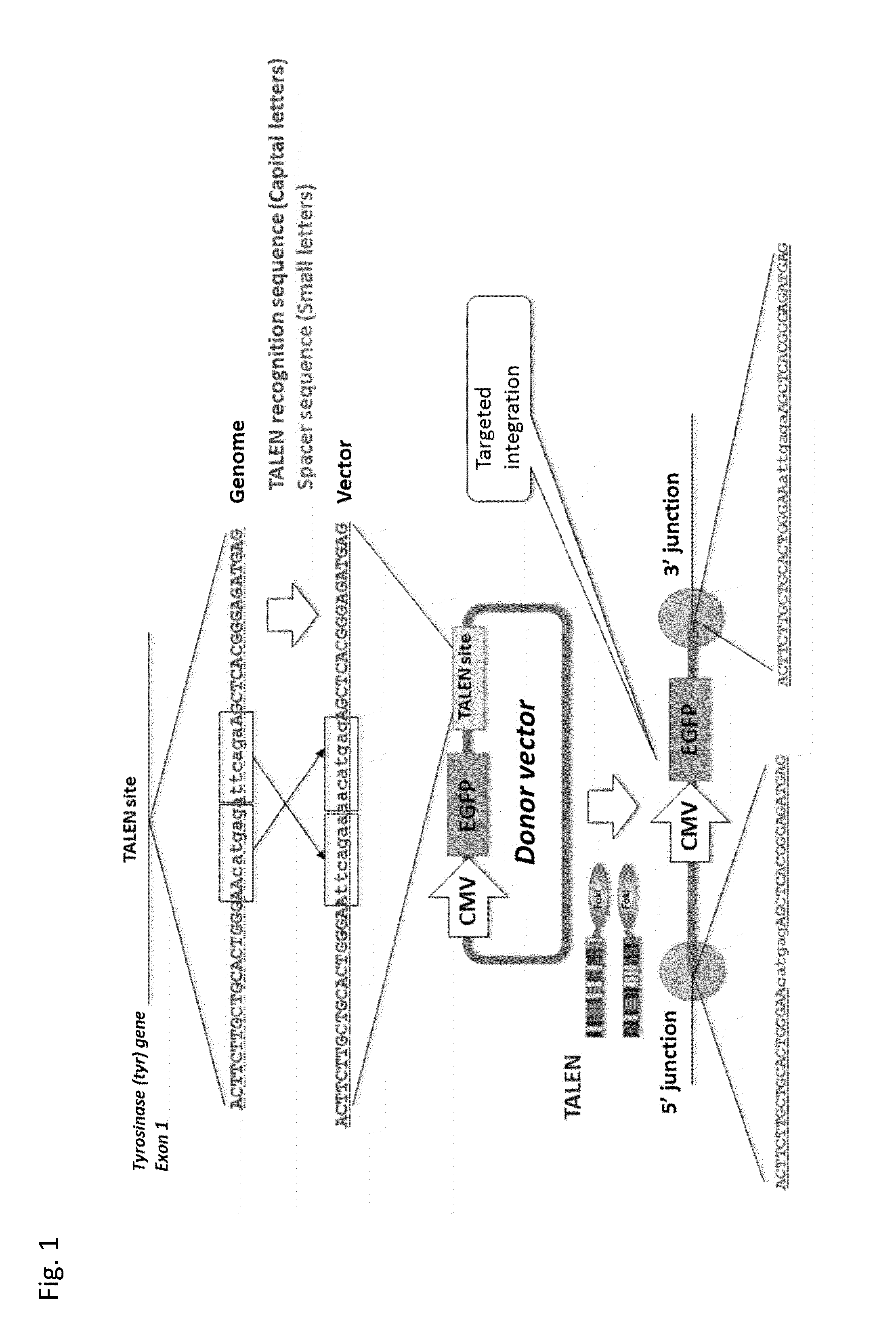 Vector for Nucleic Acid Insertion