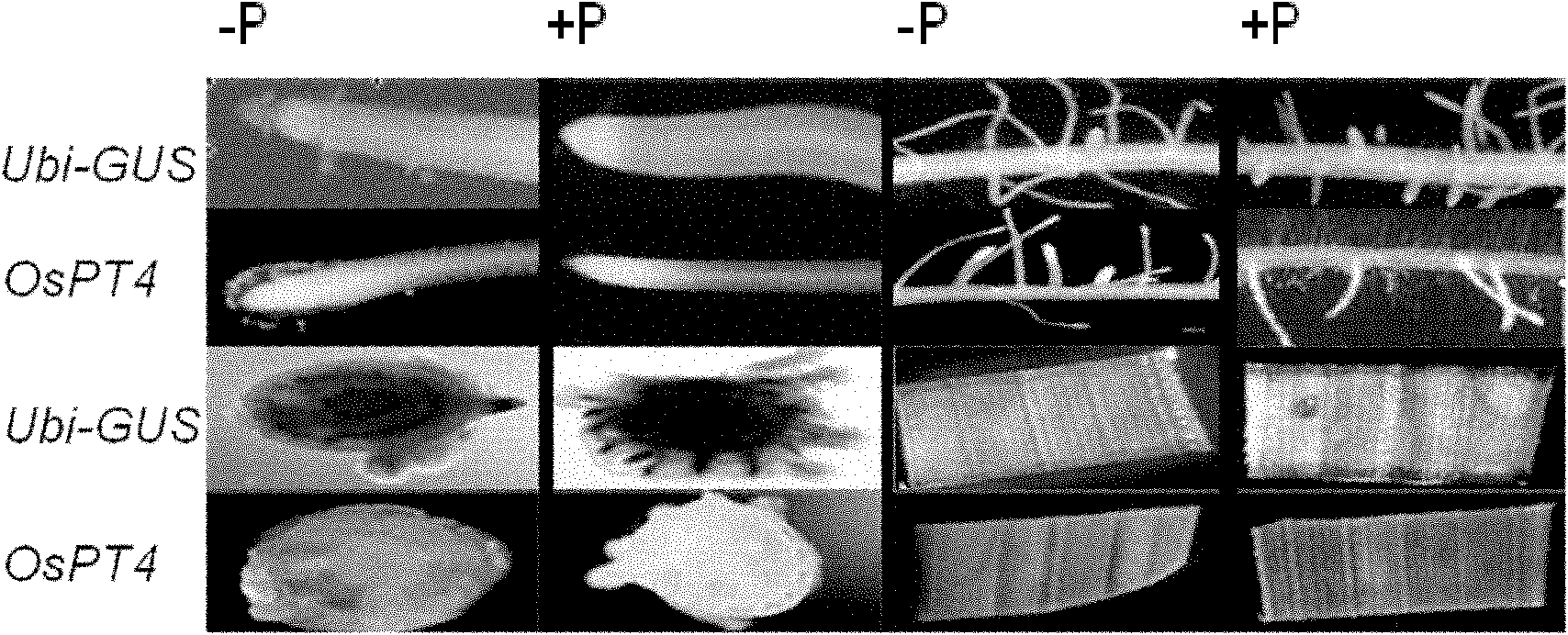 Application of rice phosphate transport protein gene ORYsa;Pht1;4