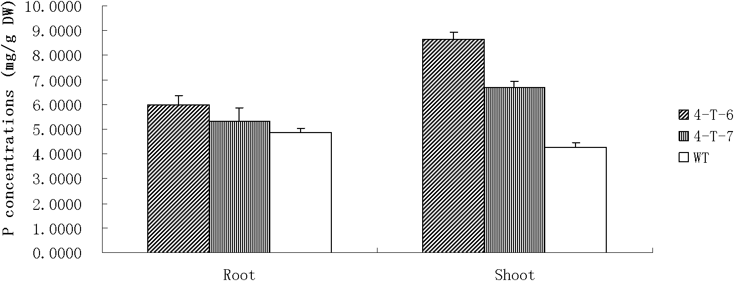 Application of rice phosphate transport protein gene ORYsa;Pht1;4