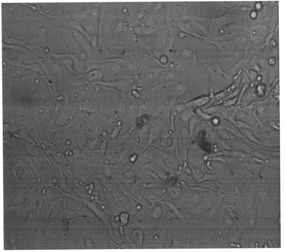 Construction of chromosome translocation cell model and cell bank thereof by virtue of transfection of monkey kidney virus 40 capital T genes