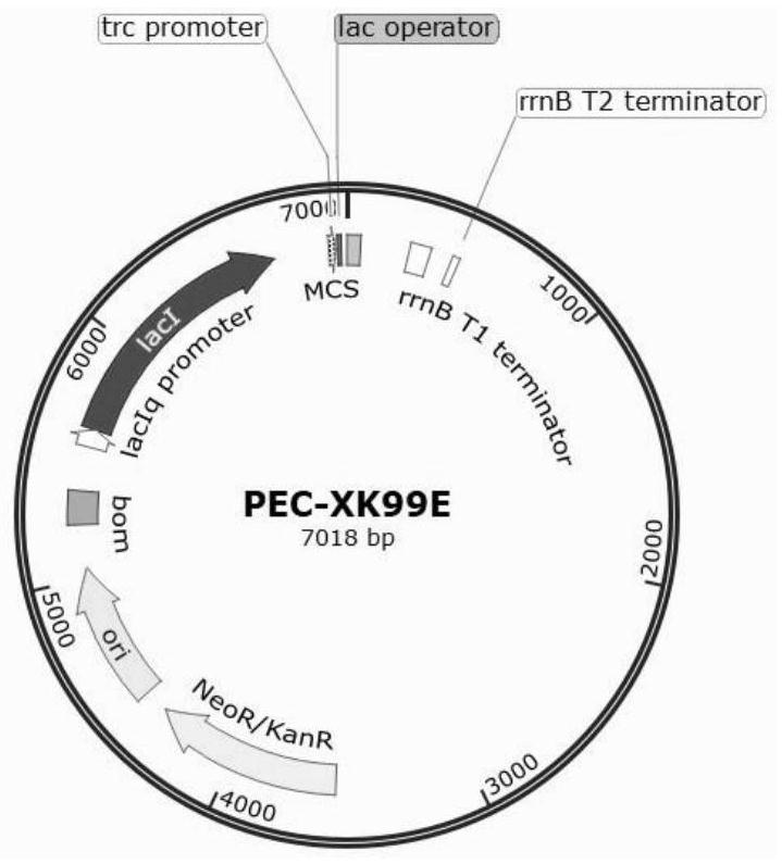 Molecular chaperone plasmid system and application thereof