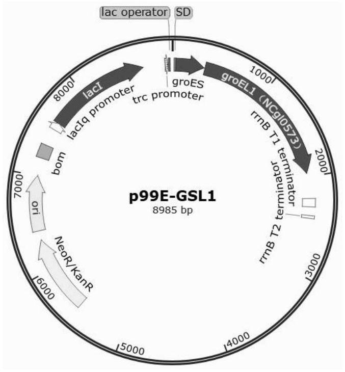 Molecular chaperone plasmid system and application thereof