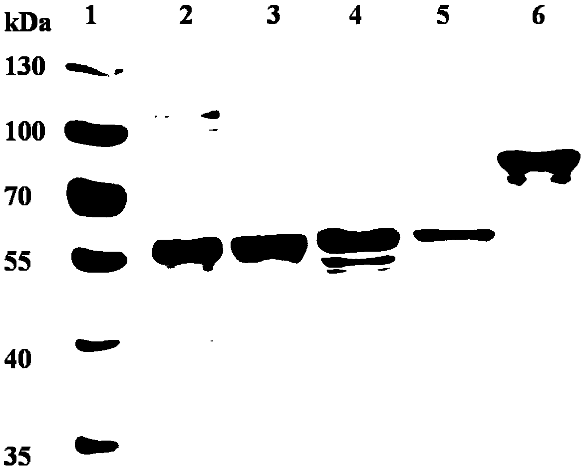 Chimeric enzyme antibiotic for killing staphylococcus aureus and preparation and application thereof