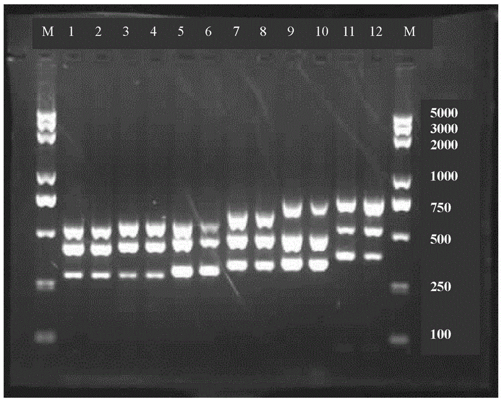 PCR-SBT (PCR-sequence-based typing) method and reagent for human blood platelet alloantigen system genotyping