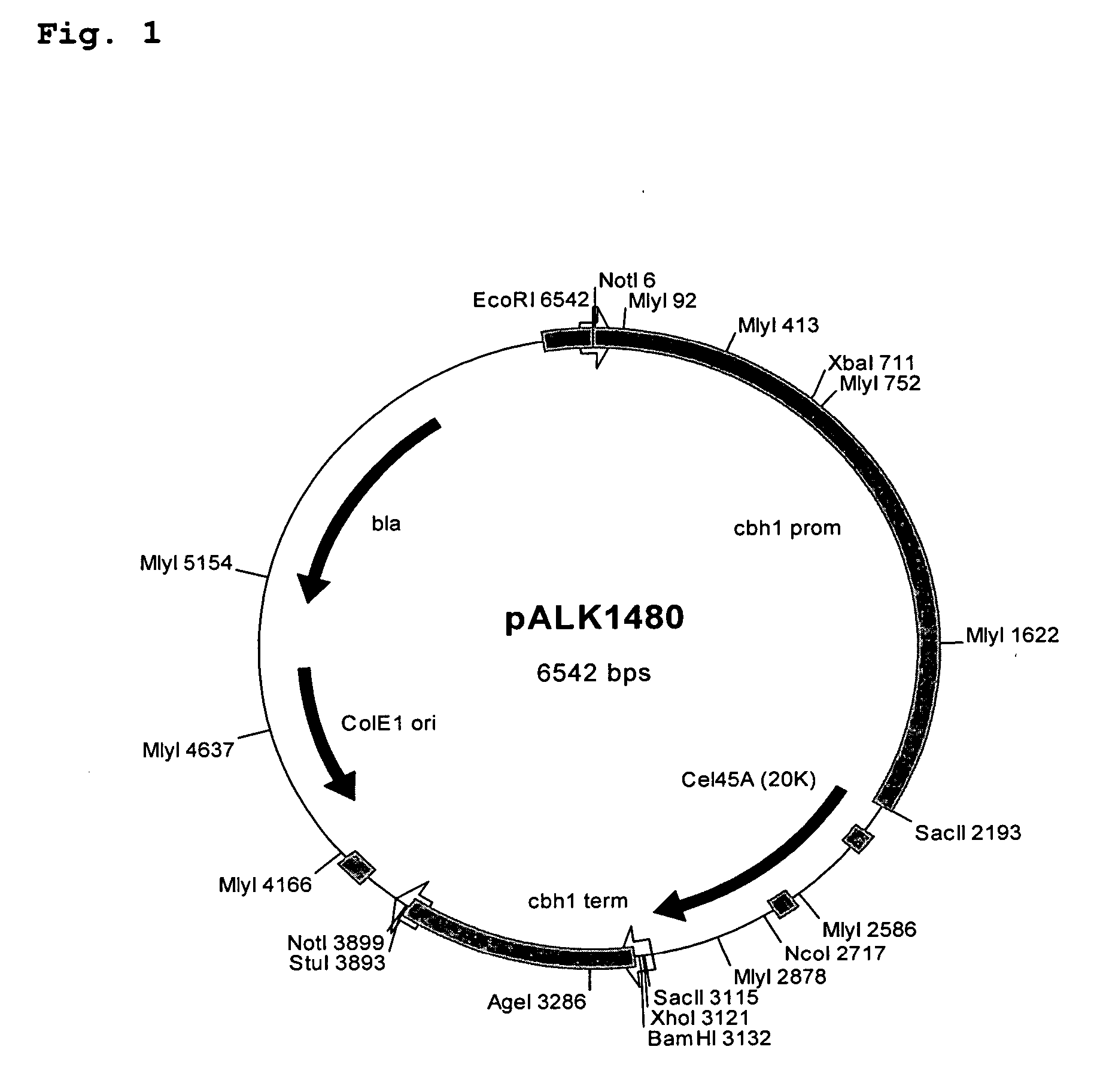 Novel cellulases and their uses