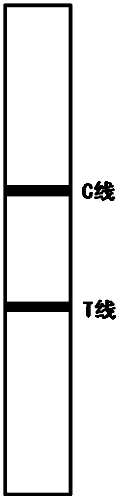 Test strip for rapid detection for transgene product