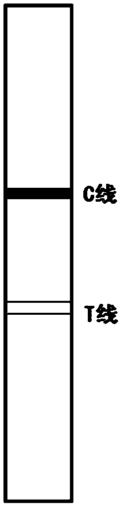 Test strip for rapid detection for transgene product