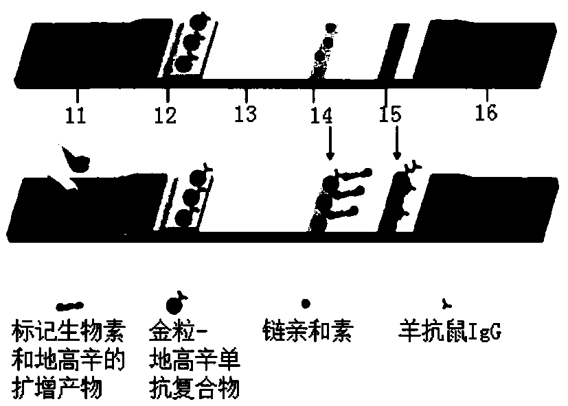 Test strip for rapid detection for transgene product