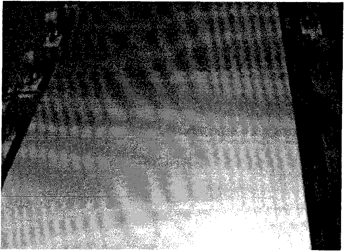 Pickling method for hot rolled double-phase stainless steel plates