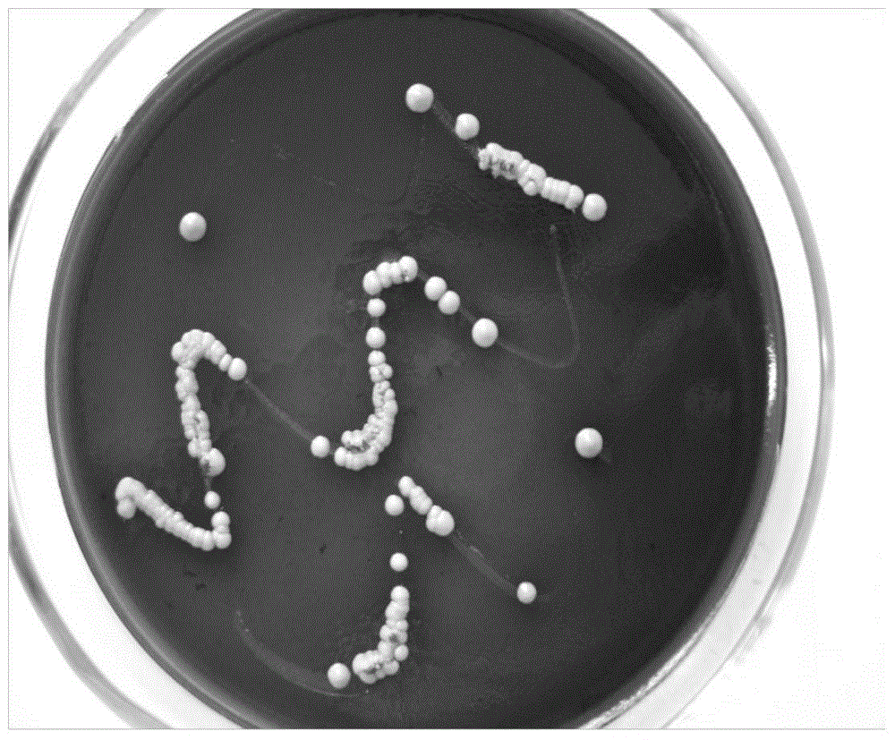 Loquat Saccharomyces cerevisiae and its application