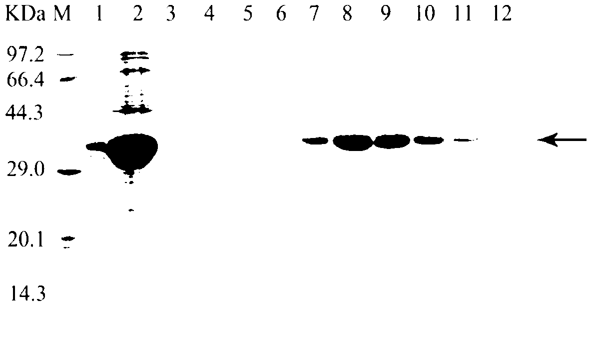 Ketone reductase LEK, encoding gene, mutant and application of mutant