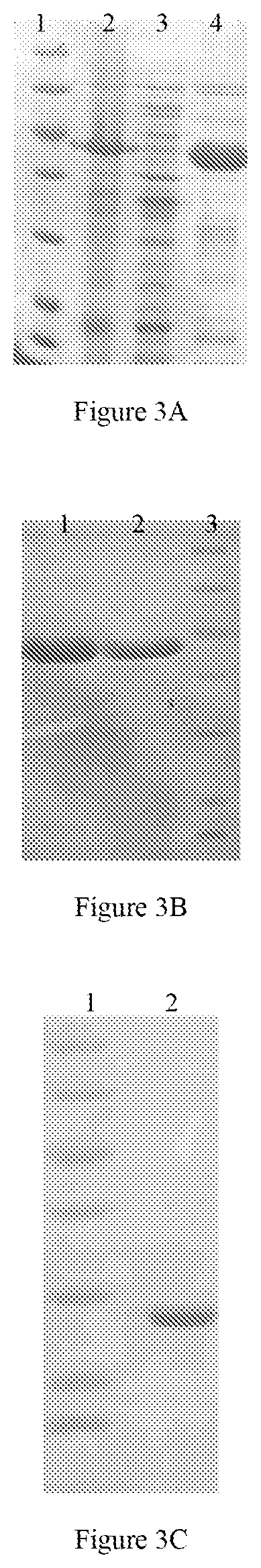 Protein and protein conjugate for diabetes treatment, and applications thereof