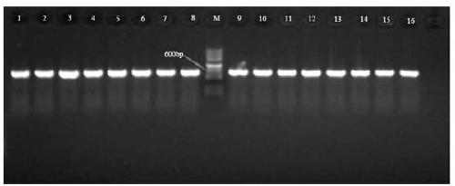 Method for extracting plant pathogenic fungus DNA for PCR detection