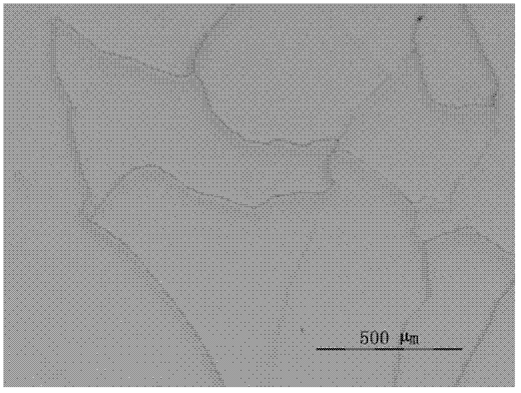 Preparation method of silicon chip metallographic specimen