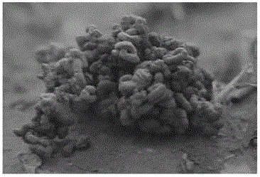 Method for producing biological organic fertilizer from biological bacteria and vermicompost