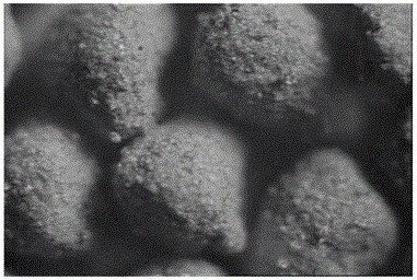 Method for producing biological organic fertilizer from biological bacteria and vermicompost