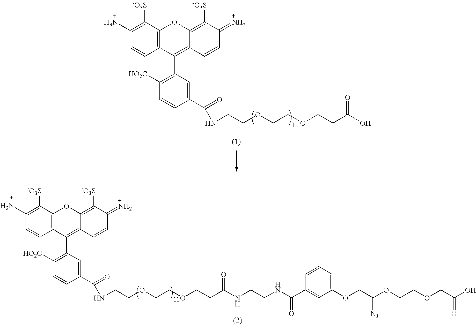 Modified nucleosides and nucleotides and uses thereof