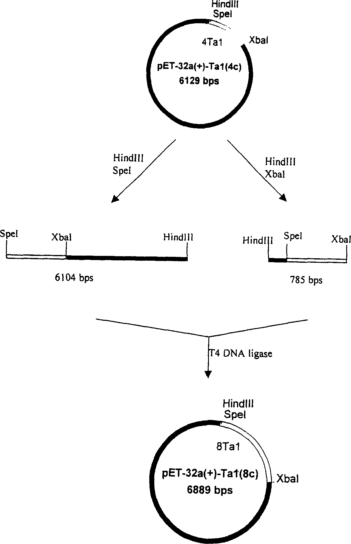 Gene engineering bacteria of high efficiency expression of human alpha 1-thymulin and its construction method and use