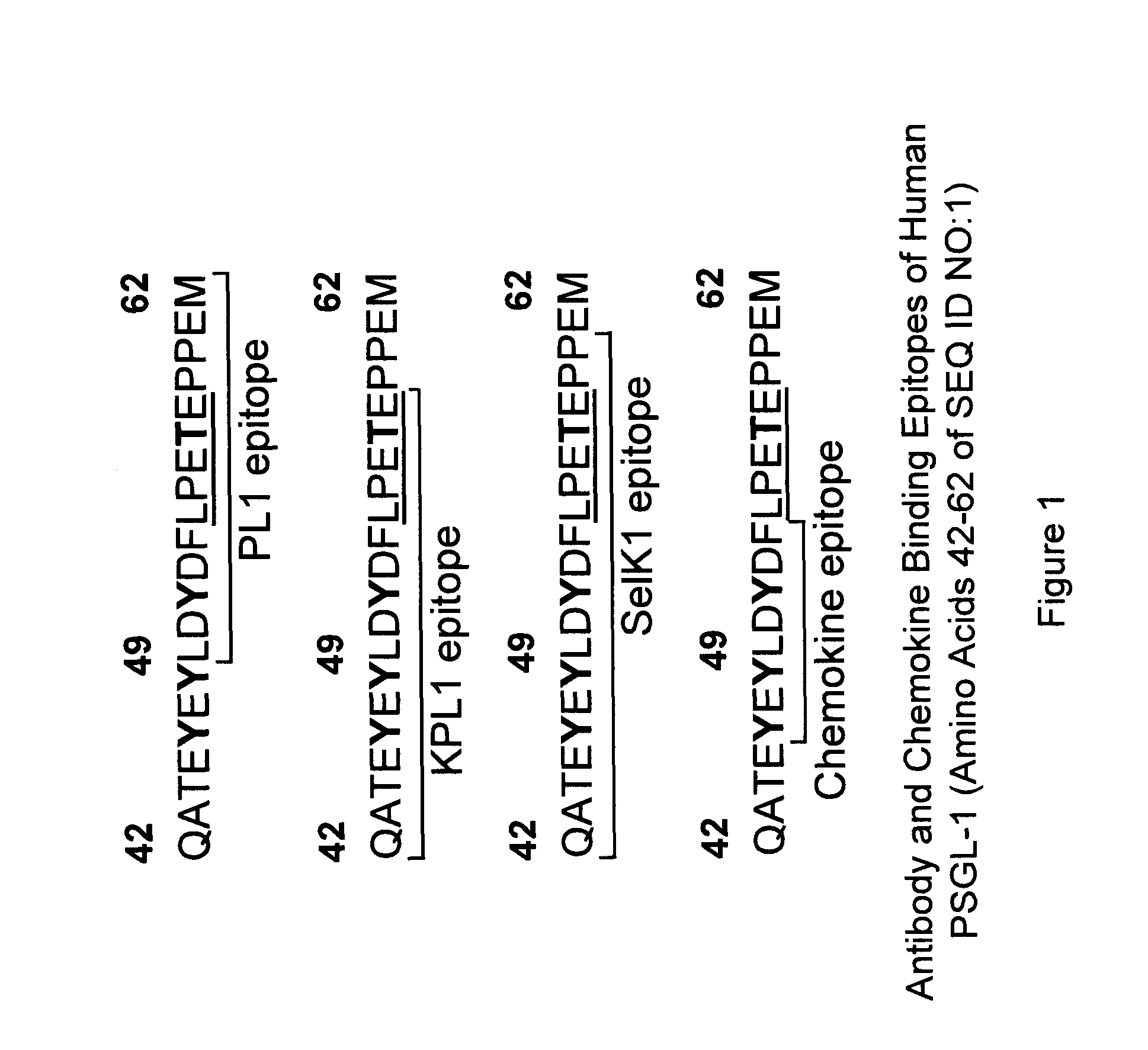 Methods of inhibiting the PSGL-1-mediated adhesion and chemokine-mediated migration with PSGL-1-specific antibodies