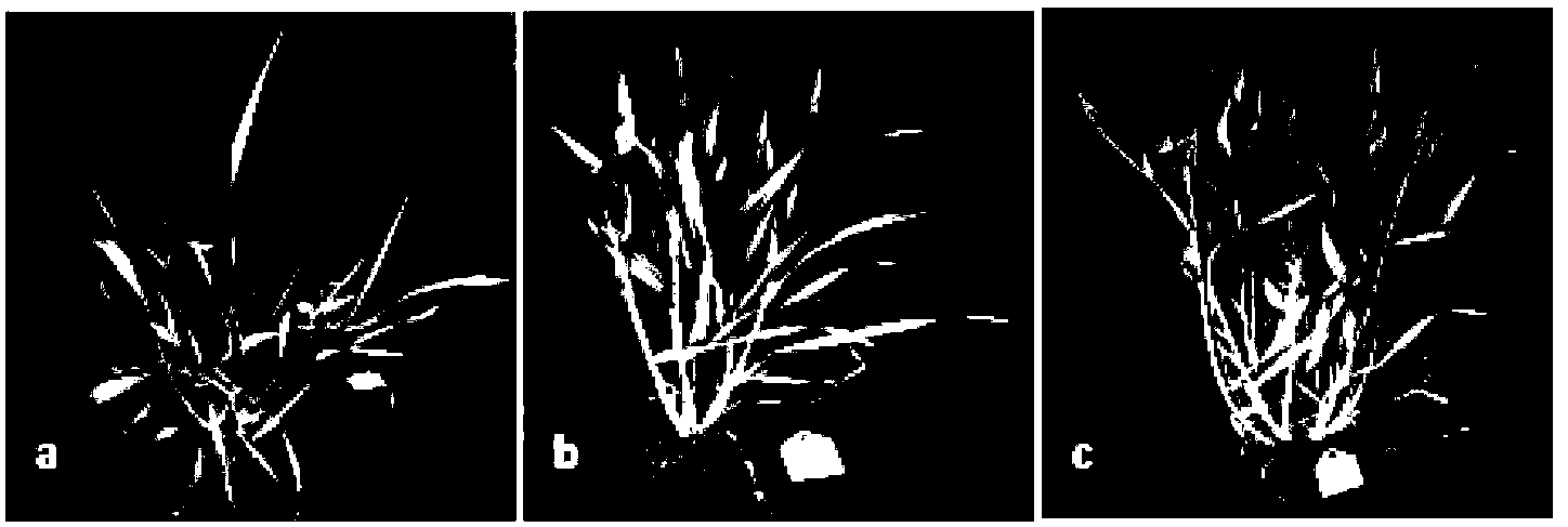 Specific molecular markers of haynaldia villosa 4VS chromosome capable of resisting wheat yellow mosaic virus