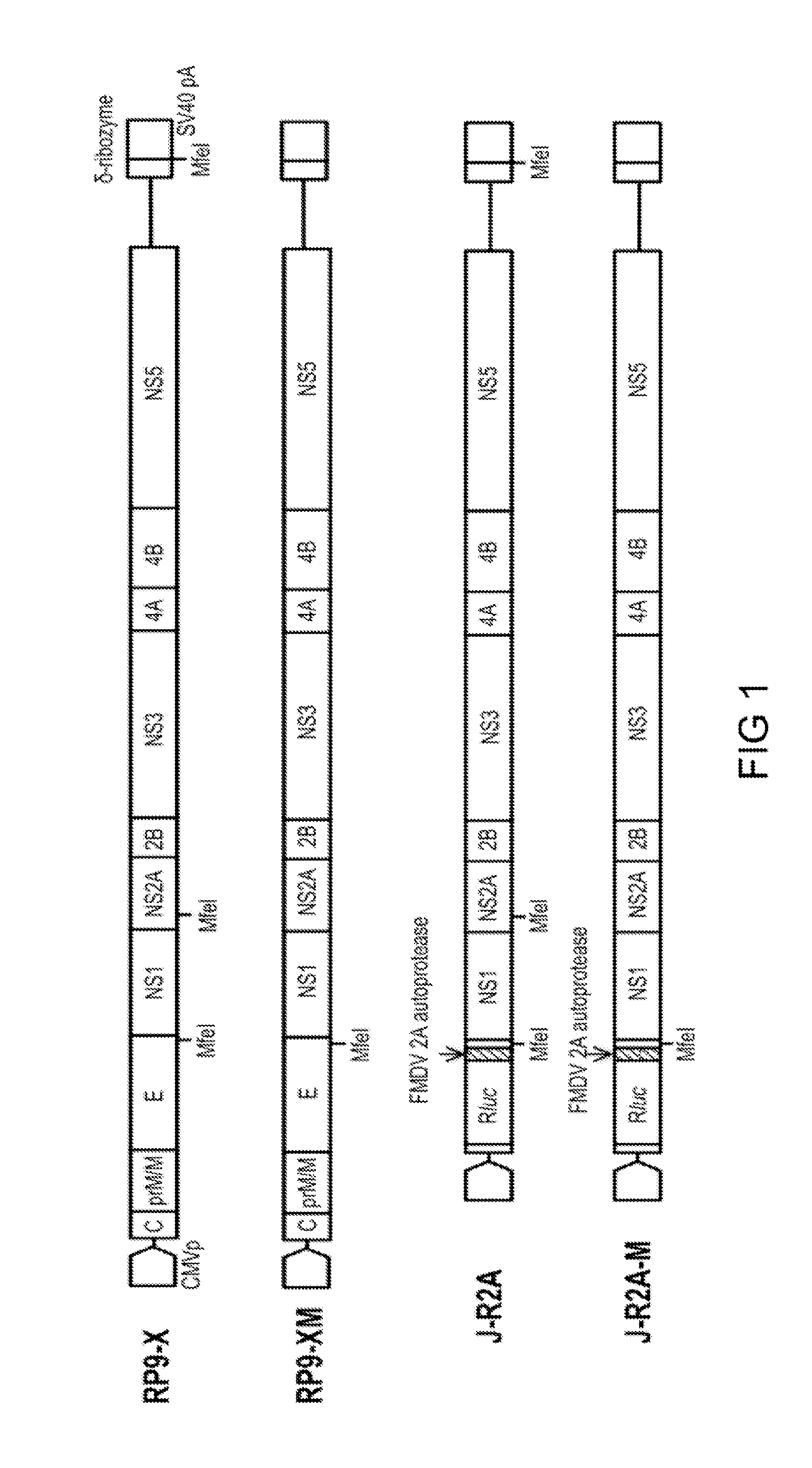 Recombinant flaviviral constructs and uses thereof