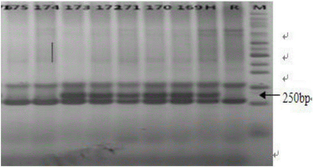 Method for rapidly identifying Fraxinus velutina and Fraxinus pennsylvanica hybrid by using SSR (simple sequence repeat) marking technology