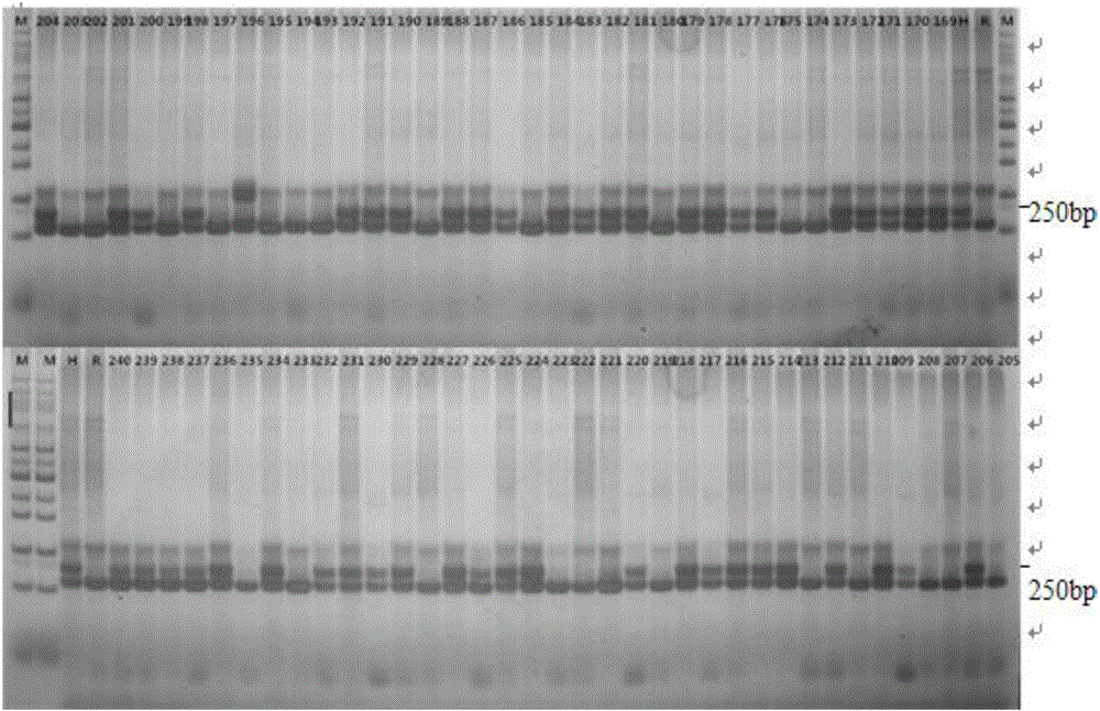 Method for rapidly identifying Fraxinus velutina and Fraxinus pennsylvanica hybrid by using SSR (simple sequence repeat) marking technology