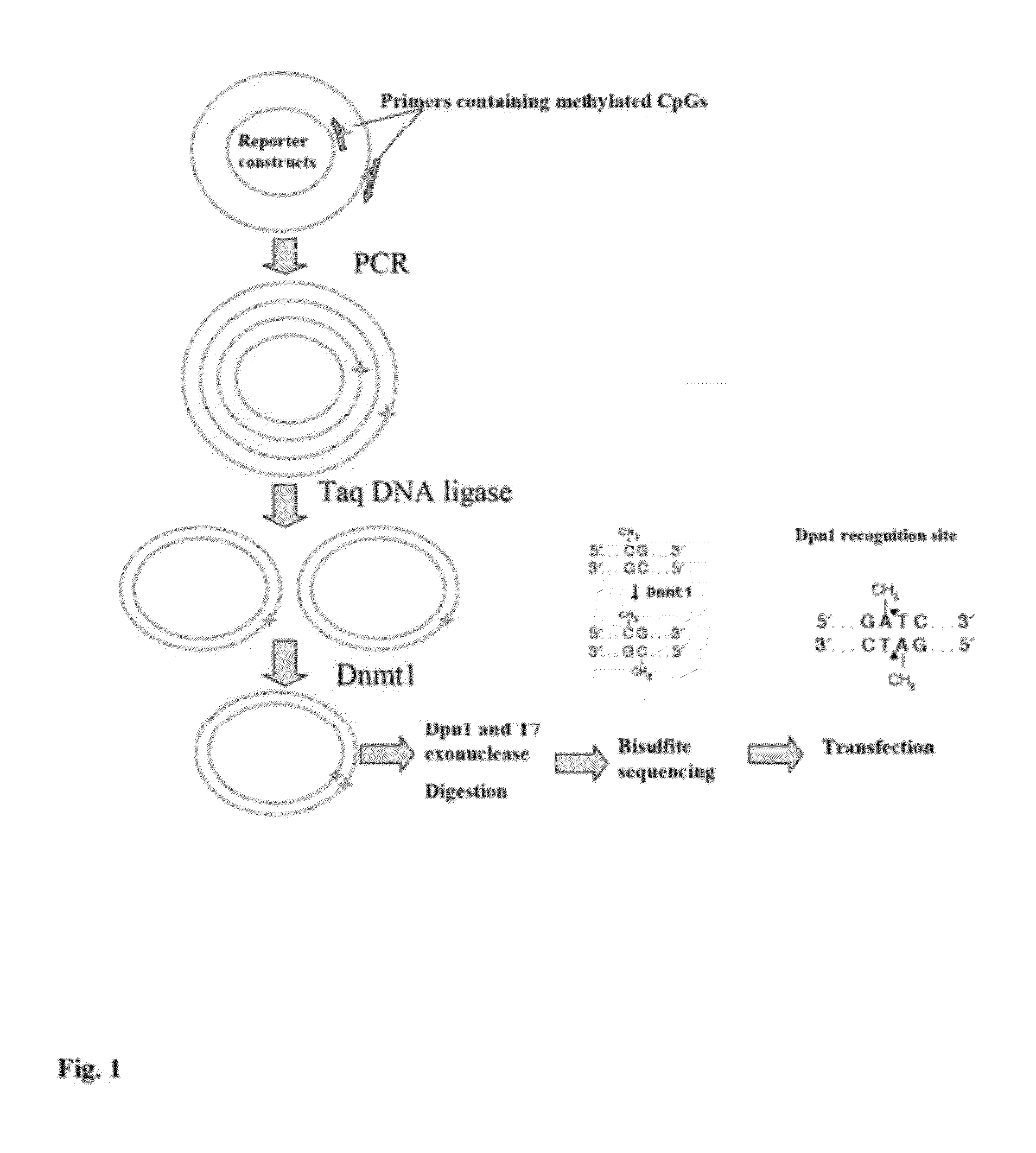 Method for functional testing of site-specific DNA methylation