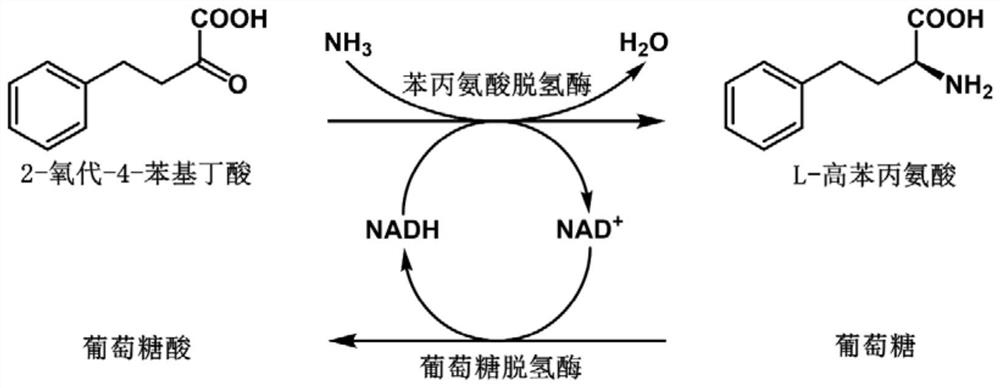 Phenylalanine dehydrogenase mutant and application thereof in synthesis of L-homophenylalanine