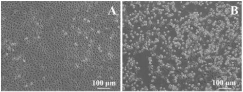 Rapid detection method of live virus and application of rapid detection method