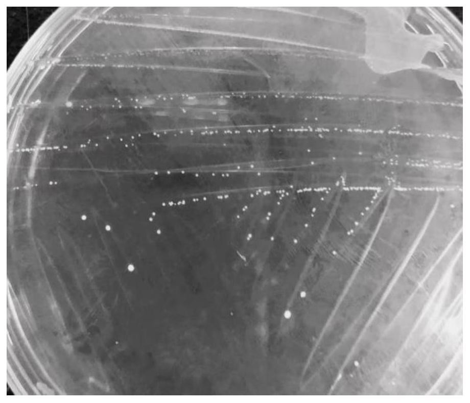 Lactobacillus curvatus capable of promoting generation of short-chain fatty acid in intestinal tract and application of lactobacillus curvatus