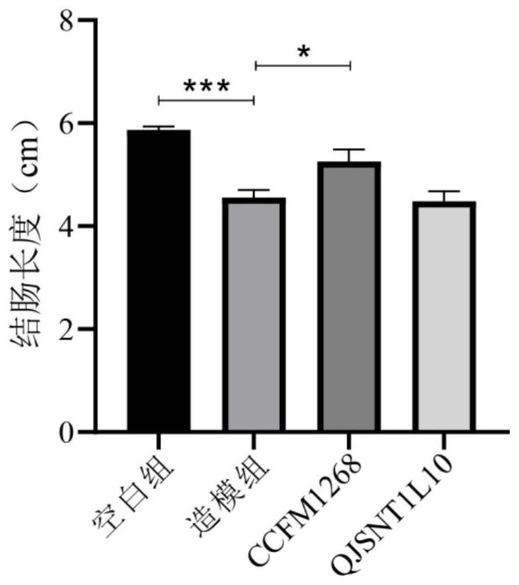 Lactobacillus curvatus capable of promoting generation of short-chain fatty acid in intestinal tract and application of lactobacillus curvatus