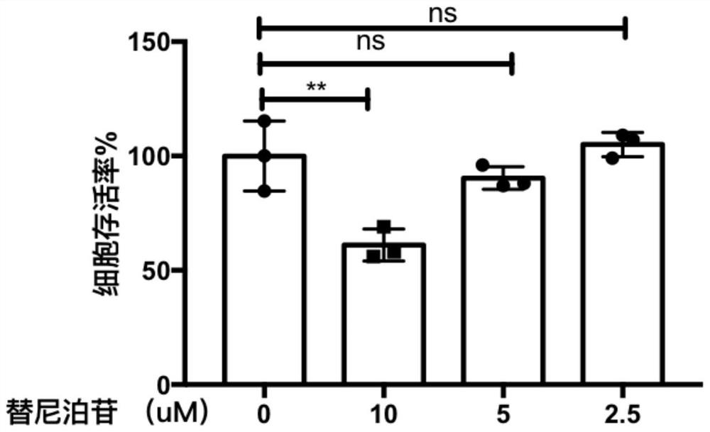 Application of teniposide in anti-mycobacterium tuberculosis drugs