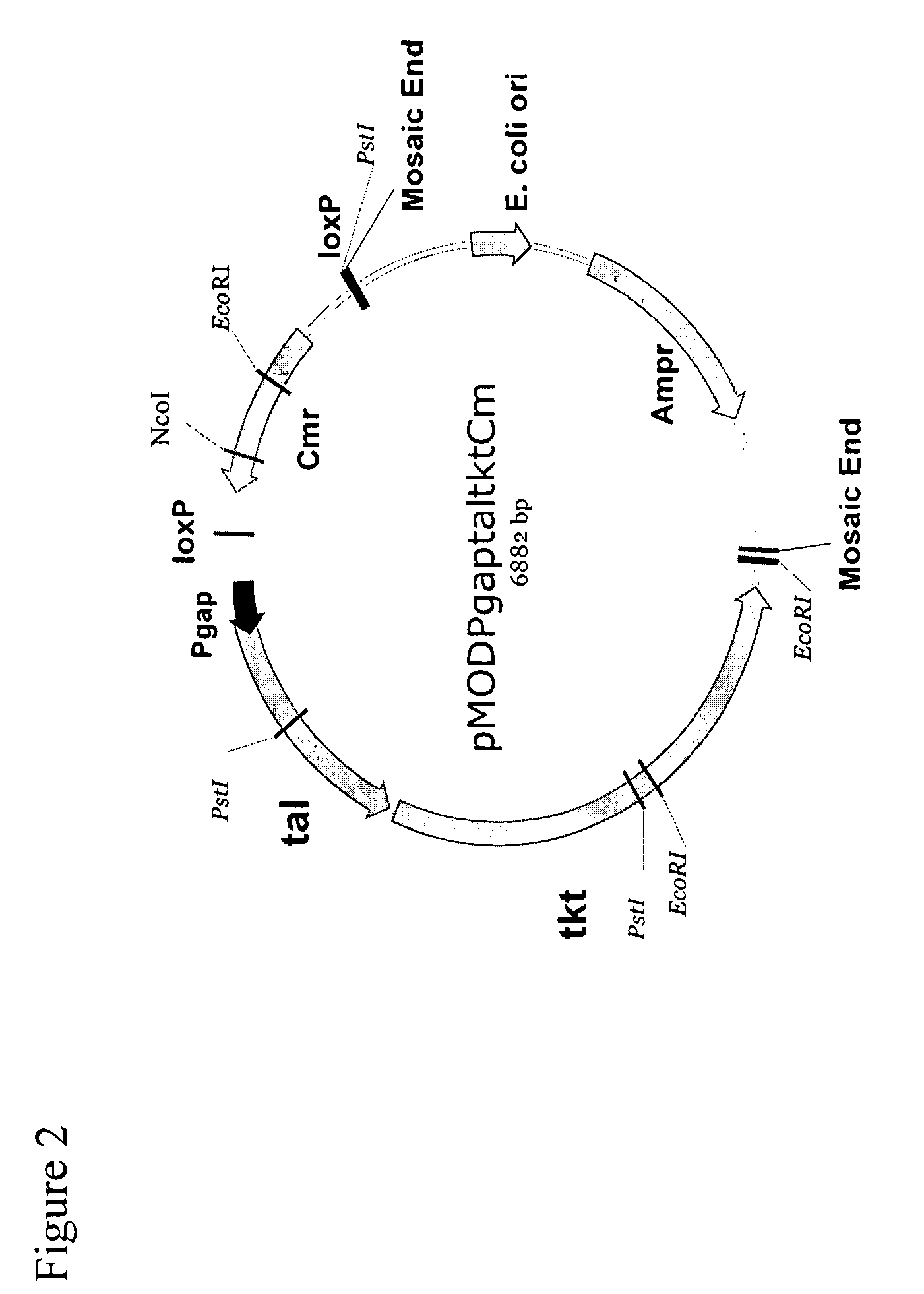 Ethanol production in fermentation of mixed sugars containing xylose