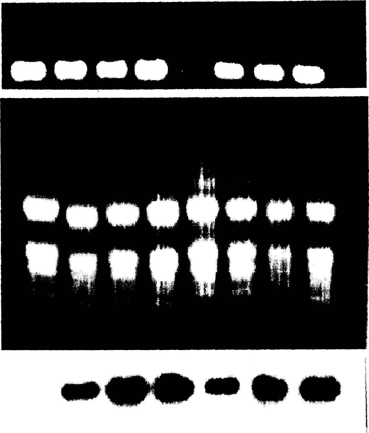 Application of Vitreoscilla hematoglobin gene in improving waterlogging resistance of plant