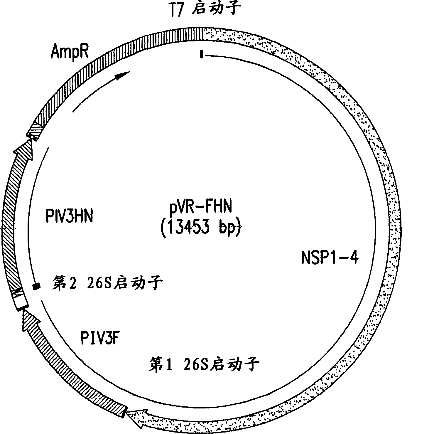 Immunogenic compositions comprising venezuelan equine encephalitis virus replicon vectors and paramyxovirus protein antigens