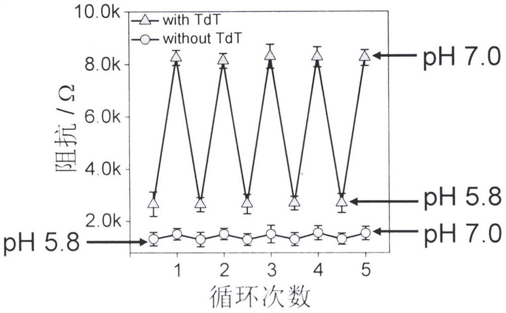 Construction and application of terminal transferase activity dynamic analysis method based on alternating-current impedance technology