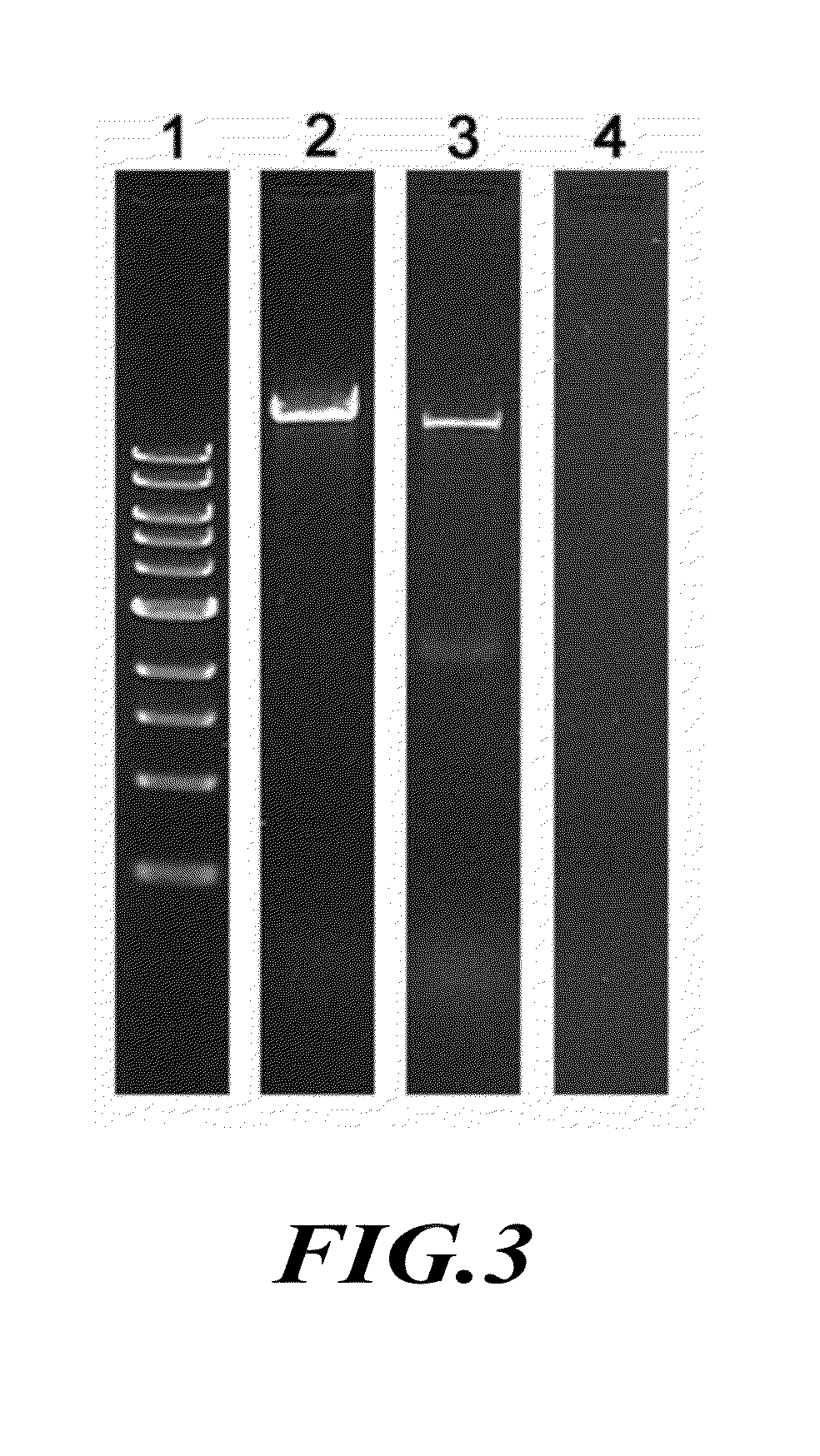 Membrane-integrated viral DNA-packaging motor protein connector biosensor for DNA sequencing and other uses