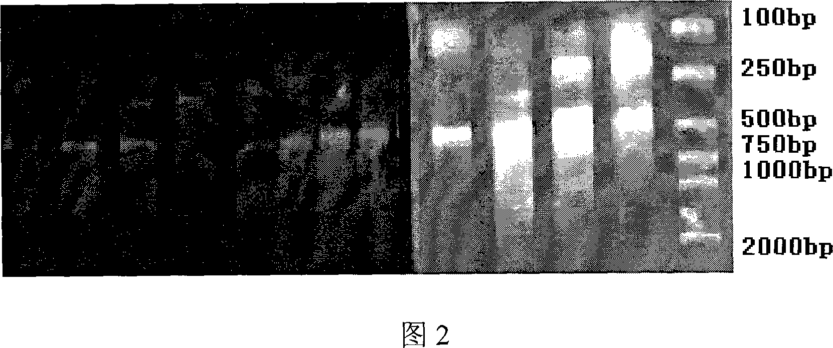 Humanized single chain antibody for anti-human cytomegalovirus envelope glycoprotein