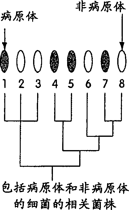 Genomic profiling: repid method for testing complex biological sample for presence of many types of organisms