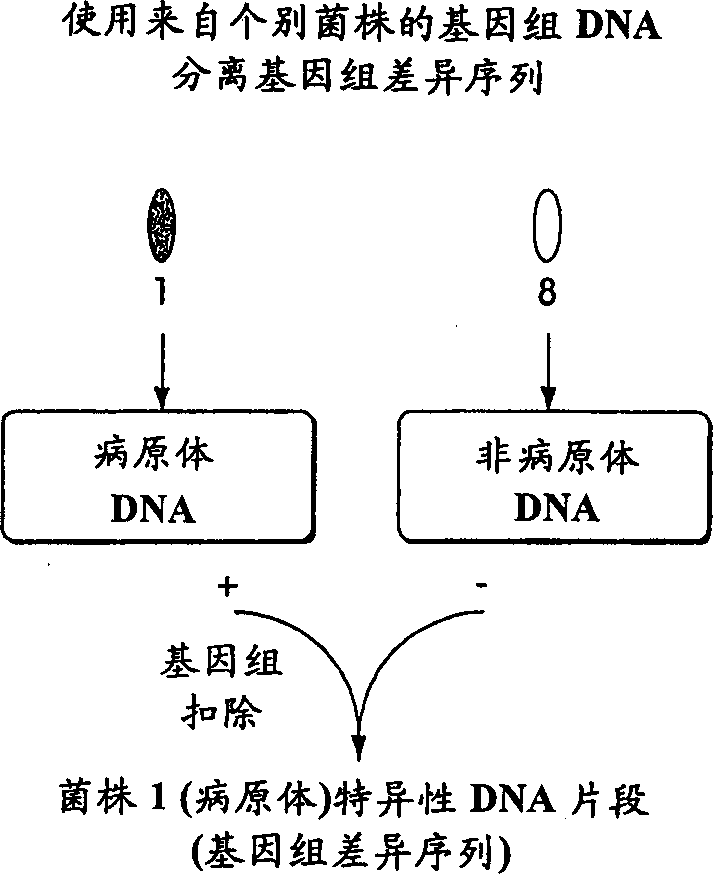 Genomic profiling: repid method for testing complex biological sample for presence of many types of organisms