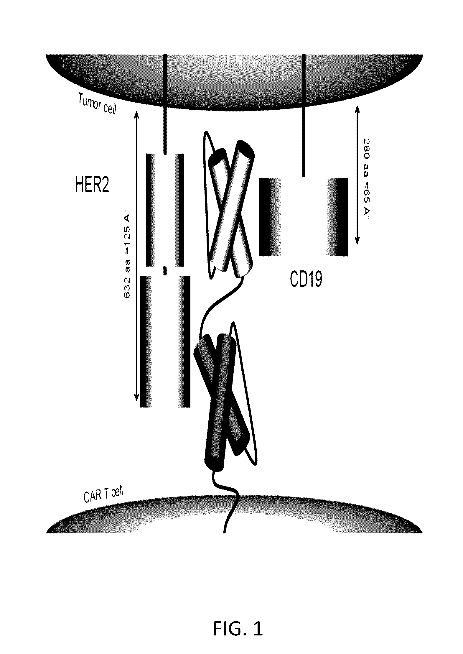 Chimeric antigen receptor for bispecific activation and targeting of t lymphocytes