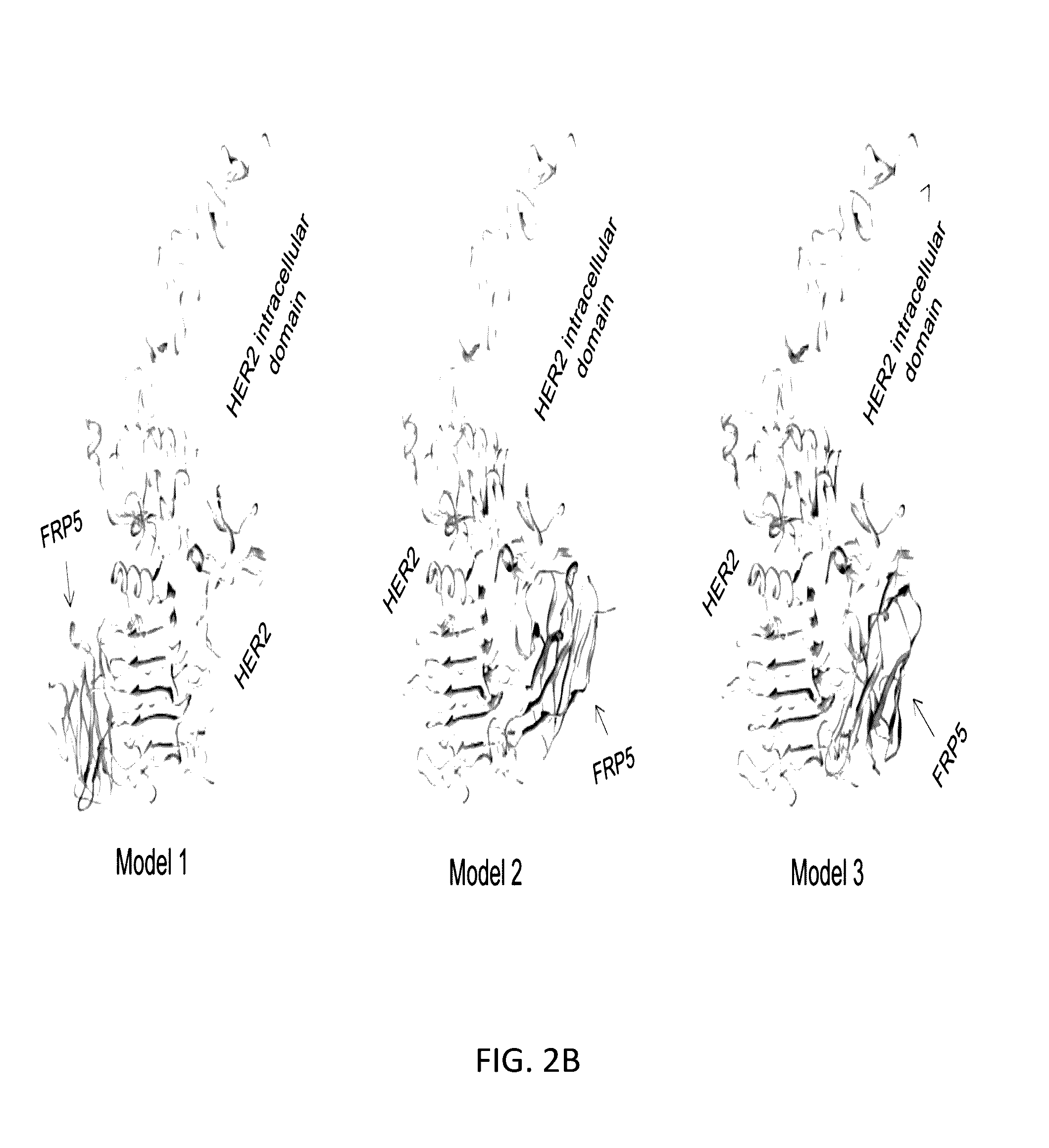 Chimeric antigen receptor for bispecific activation and targeting of t lymphocytes