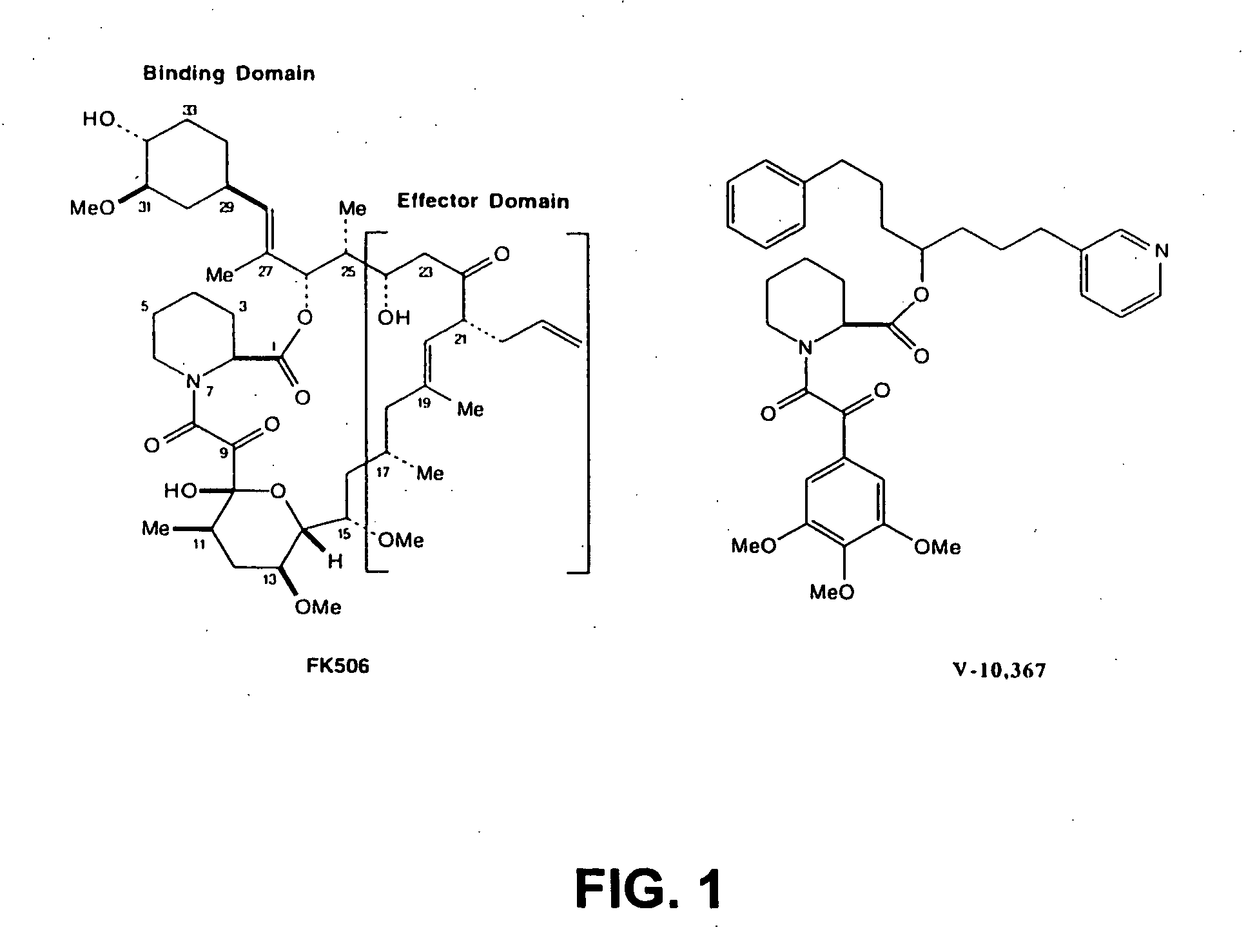 Compositions and methods for promoting nerve regeneration